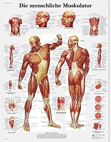 3B Scientific Die menschliche Muskulatur VR0118L