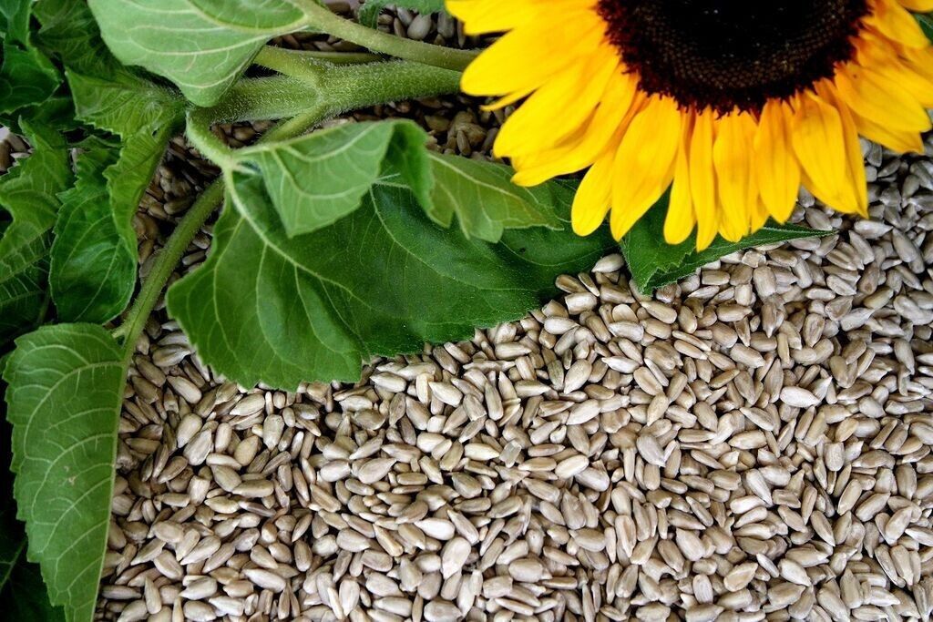 Futterbauer Gesch Lte Sonnenblumenkerne Ernte Ab