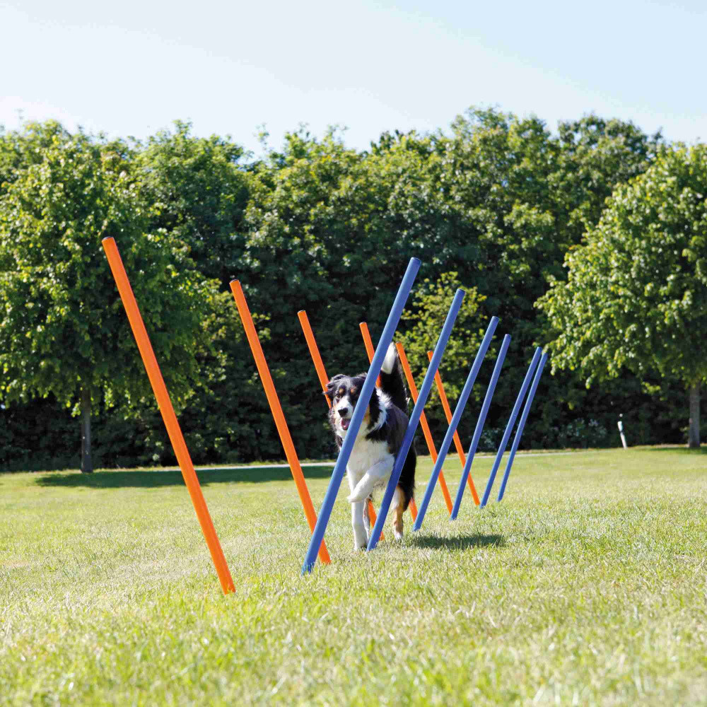 Trixie Slalom agility Trixie Slalom agility