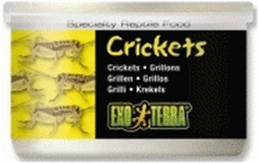 Exo Terra Crickets