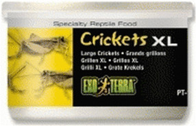 Exo Terra Crickets XL