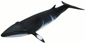 Schleich Rare figure Minke Whale 1:32