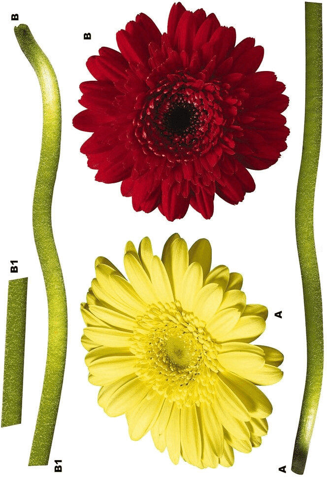 Komar Gerbera