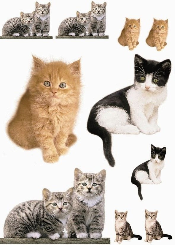 Komar Kitty