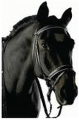Pfiff Bridon avec frontal orné 4614