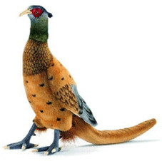 Anima Faisan 31 cm