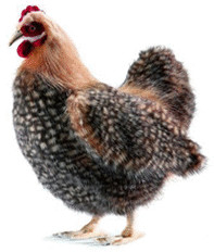 Anima Poule beige 40 cm