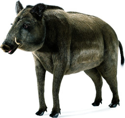Anima Sanglier 135 cm