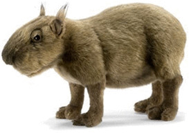 Anima Capybara 31 cm