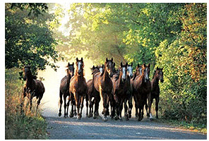 Trefl Promenade des chevaux