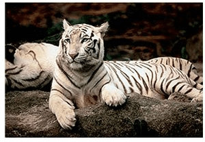 Trefl Tigre du Bengale