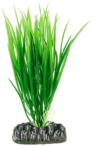 Hobby Cyperus (16 cm)