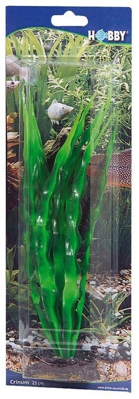 Hobby Crinum (29 cm)