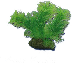 Hobby Egeria (13 cm)