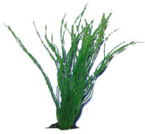 Hobby Sagittaria (20 cm)