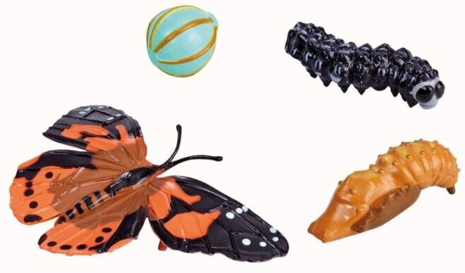 Insect Lore Painted Lady - Butterfly LifeCycle Stages