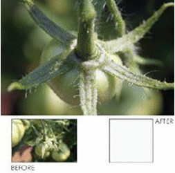 Hoya 55mm Macro Close Up+10 Screw In Filter