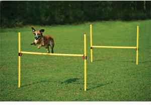 Karlie Lot de 2 haies Agility
