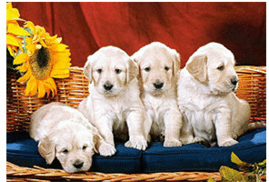 Castorland Petits chiens dociles