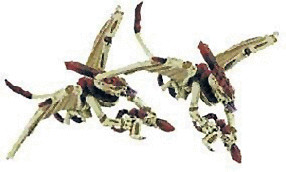 Warhammer 40.000 Les Tyranides - Gargouilles 2