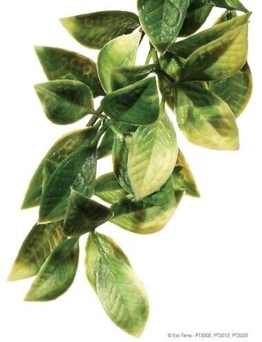 Exo Terra Amapallo small