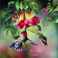 SunsOut Colibris en été