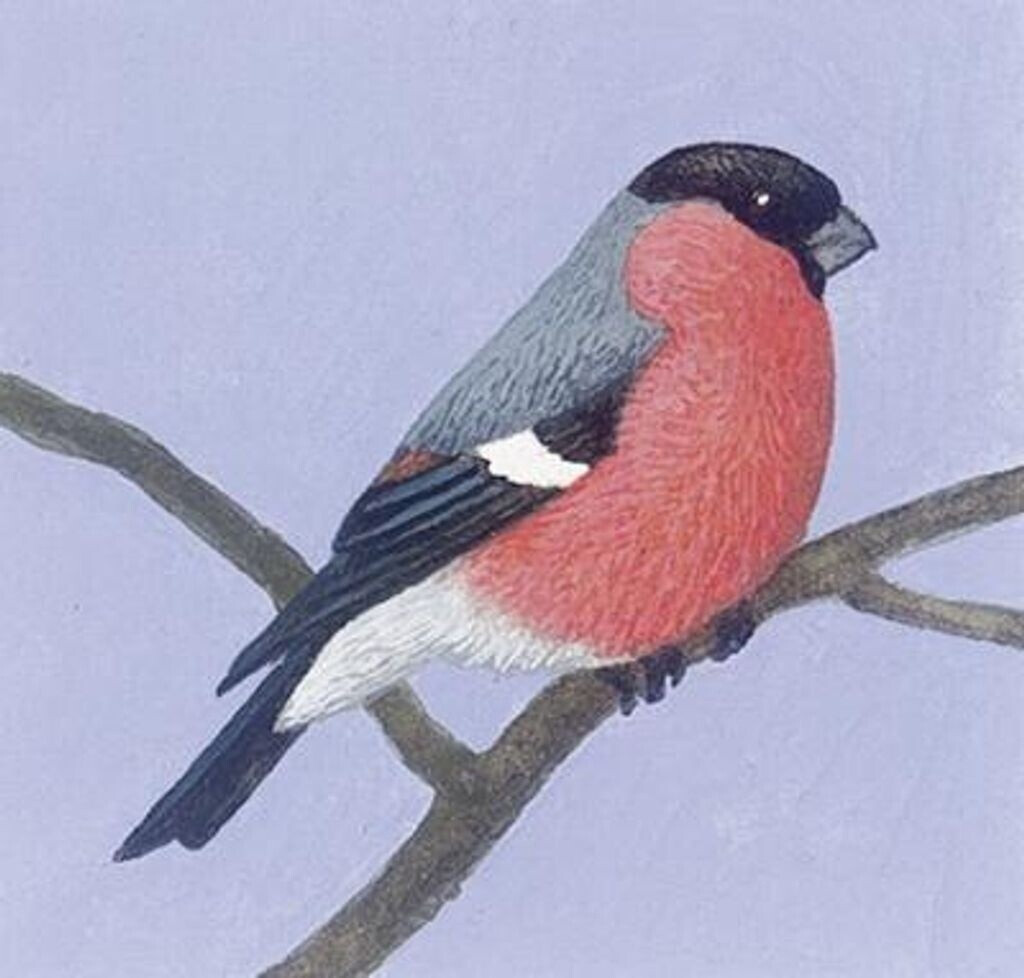 Coppenrath Calendrier de l'Avent Les animaux dans la forêt enneigée 2020