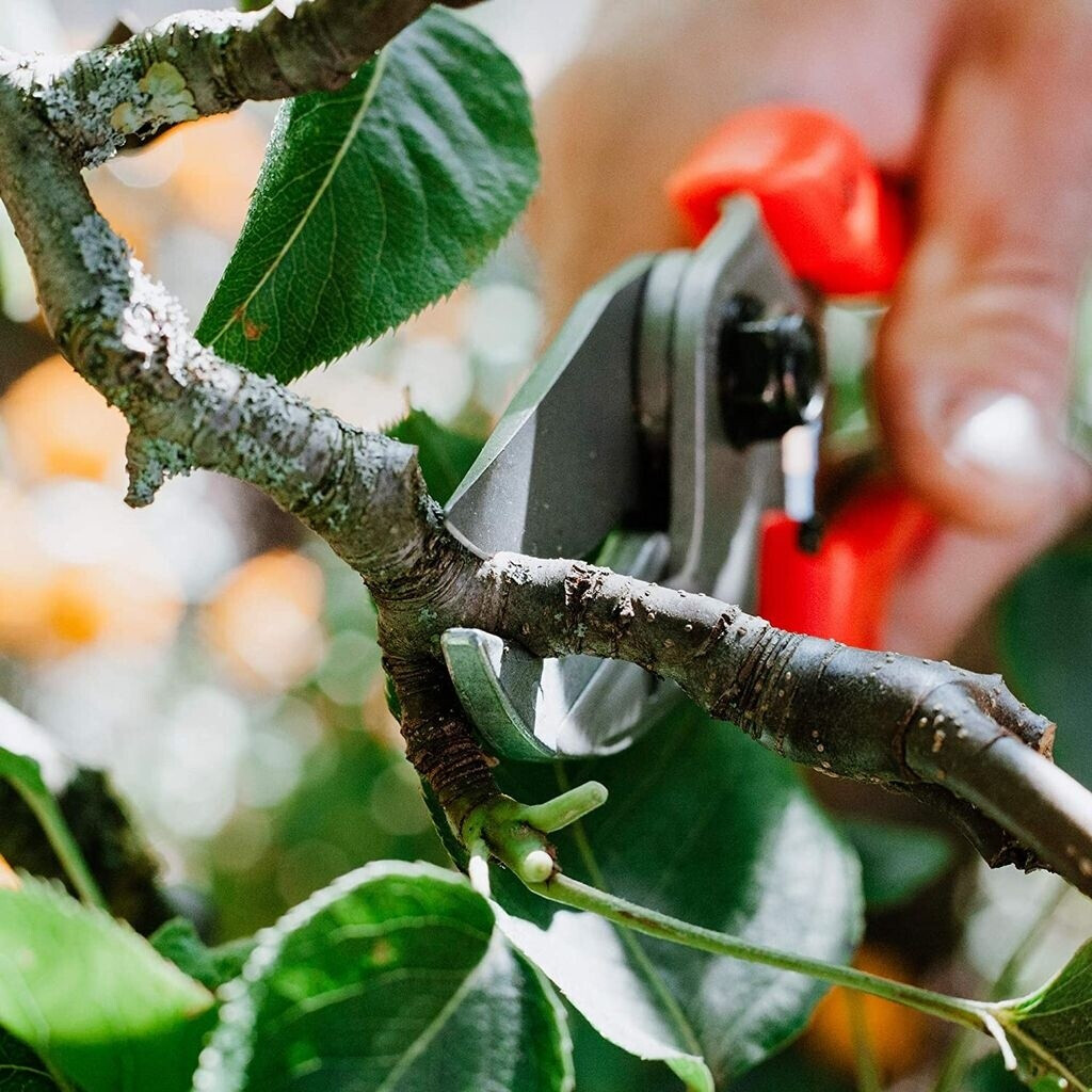 Original Original Löwe 8104 - detail view