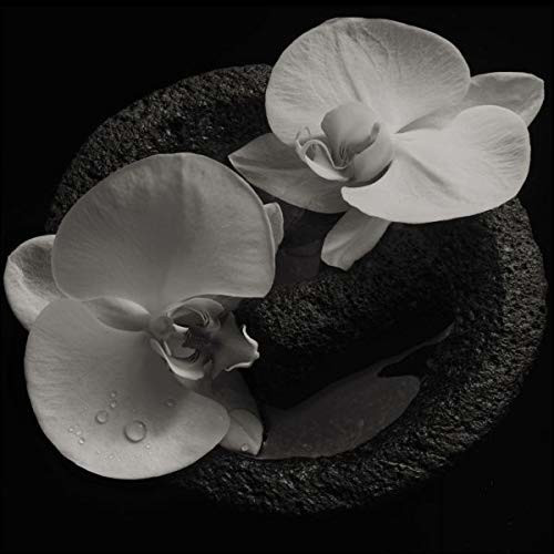 Mike Patton, Jean-Claude Vannier - Corpse Flower (LP+MP3) (Vinyl)