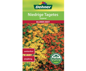 Dehner Niedrige Tagetes España, Gelb,Orange,Rot