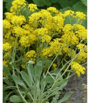 Dehner Dehner Felsen-Steinkraut, Gelb - detail view