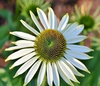 Dehner Dehner Sonnenhut, Weiß - Product image 1 of 4