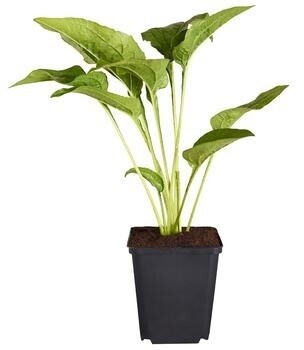 Dehner Dehner Sonnenhut, Weiß - side view