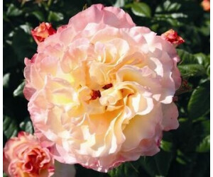 Dehner Edelrose Aquarell, Apricot,Rosa