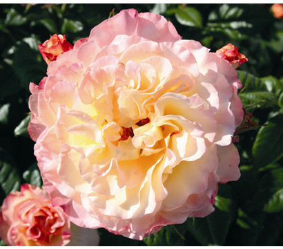 Dehner Dehner Edelrose Aquarell, Apricot,Rosa - Product image 1 of 3