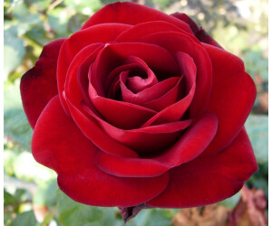 Dehner Edelrose Marlene, Rot