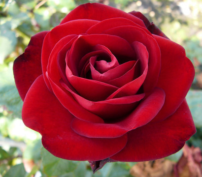 Dehner Dehner Edelrose Marlene, Rot - Product image 1 of 2