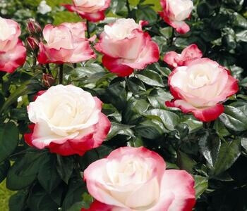 Dehner Dehner Edelrose Nostalgie - Product image 1 of 4