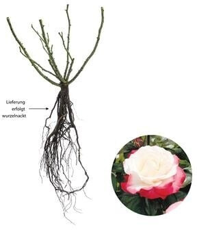 Dehner Dehner Edelrose Nostalgie - back view