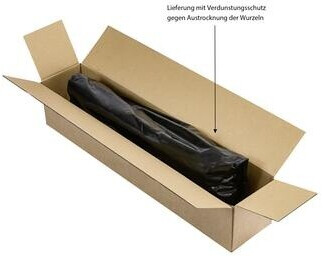 Dehner Dehner Edelrose Nostalgie - detail view