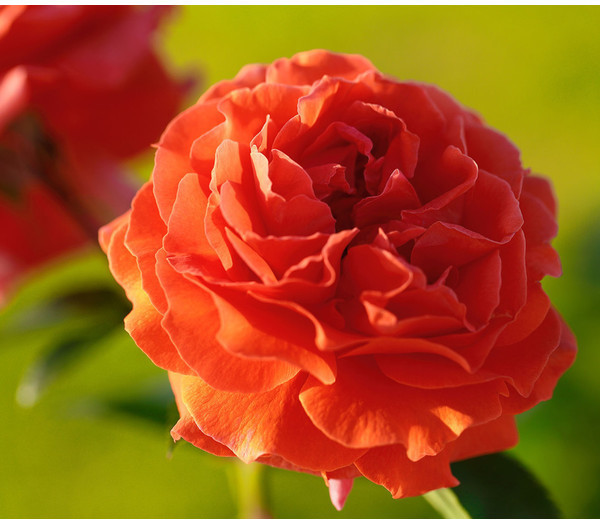 Dehner Dehner Kletterrose Naranga, Orange - side view