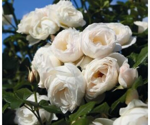 Dehner Kletterrose Uetersener Klosterrose, Weiß