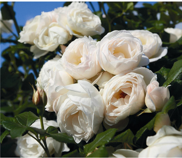 Dehner Dehner Kletterrose Uetersener Klosterrose, Weiß - Product image 1 of 2