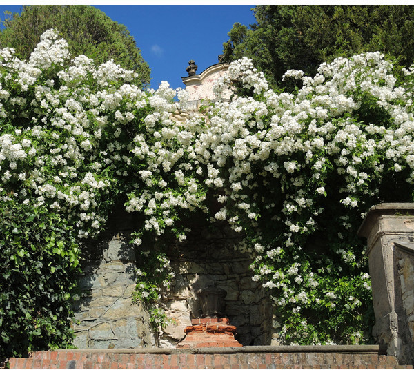 Dehner Dehner Kletterrose Uetersener Klosterrose, Weiß - side view