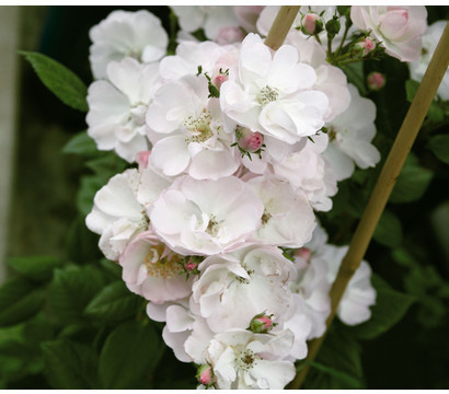 Dehner Dehner Ramblerrose Perennial Blush - Product image 1 of 2