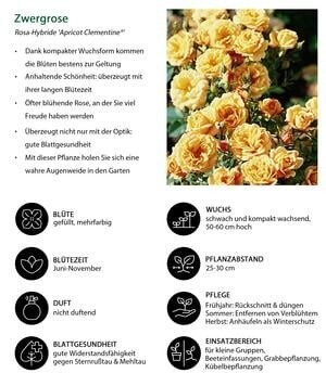 Dehner Dehner Zwergrose Apricot Clementine - detail view