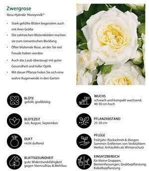 Dehner Dehner Zwergrose Honeymilk, Weiß - detail view