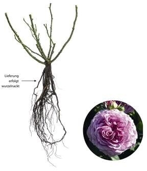 Dehner Dehner Zwergrose Lavender Ice, Lavendel - back view