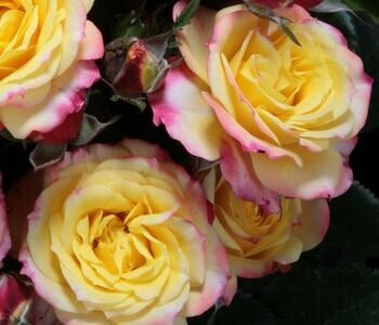 Dehner Dehner Zwergrose Tropical Clementine, Gelb,Pink,Rosa - back view