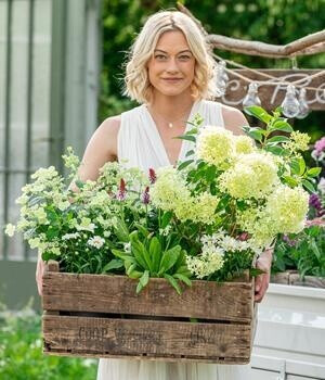 Dehner Dehner Großblumige Margerite Supra, Weiß - detail view